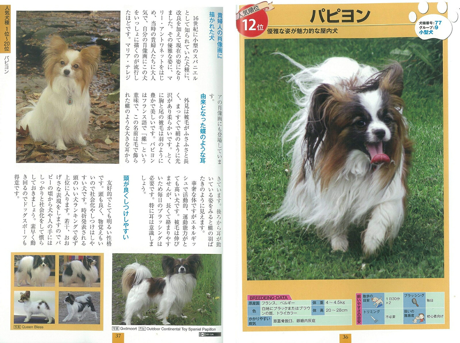 楽天ブックス いちばんよくわかる犬種図鑑 日本と世界の350種 奥田 香代 本 楽天ブックス いちばんよくわかる犬種図鑑 日本と世界の350種 奥田 香代 本